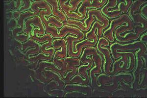 Fluorescing coral - brain coral, Key West, Florida, blue ... by Charles Mazel 